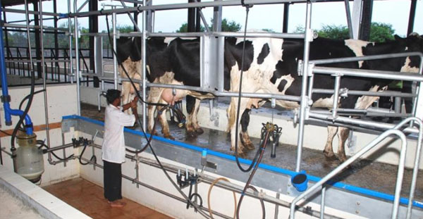 Dairy Farming Development